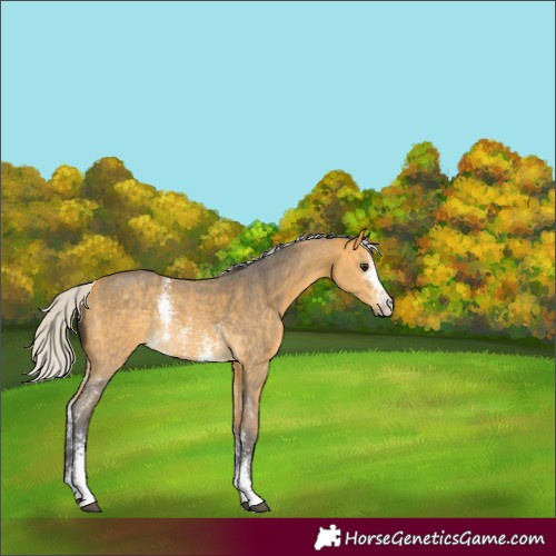 Horse Color:Unknown 
