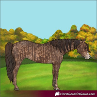 Horse Color:Bay Dun and Liver Chestnut Frame Appaloosa