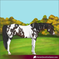 Horse Color:Brown Tobiano Appaloosa