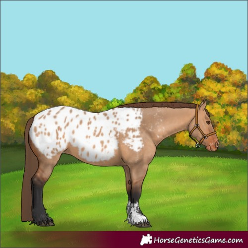 Horse Color:Bay Dun Sabino Blanket Rabicano 