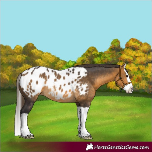 Horse Color:Buckskin Splash Blanket Rabicano 