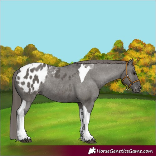 Horse Color:Grullo Tobiano Appaloosa Rabicano 
