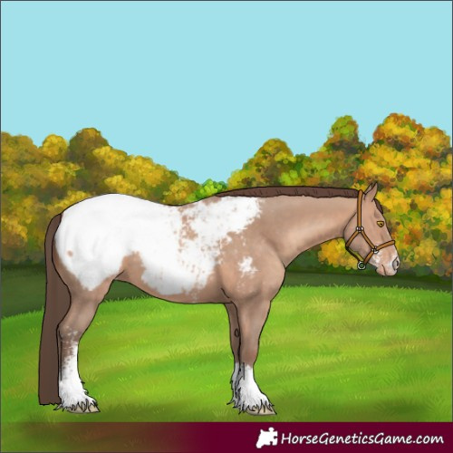 Horse Color:Sable Champagne Sabino Snowcap Rabicano 