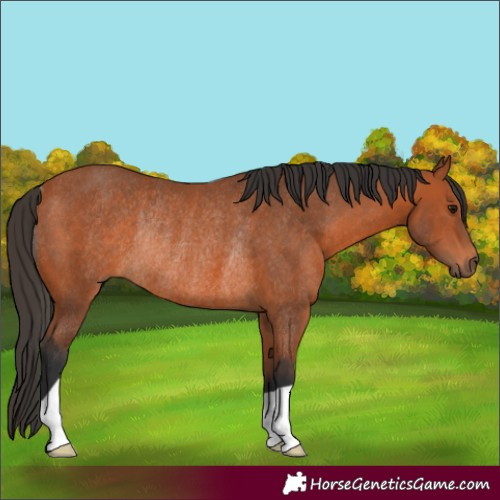 Horse Color:Bay Rabicano 