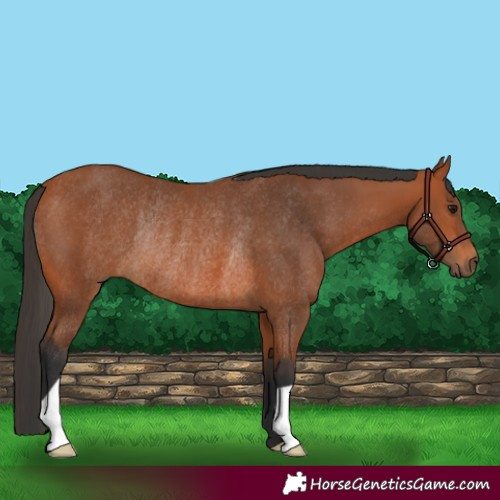 Horse Color:Bay Rabicano 