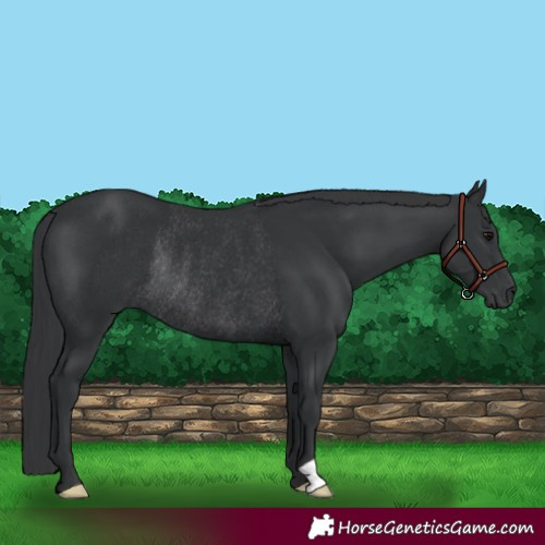 Horse Color:Black Rabicano