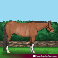 Horse Color:Bay Rabicano 