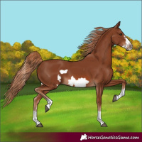 Horse Color:Chestnut Frame