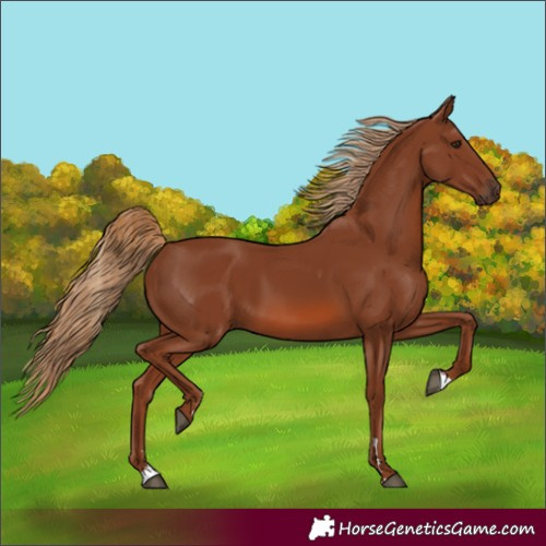 Horse Color:Chestnut 