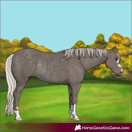 Horse Color:Silver Black Rabicano 