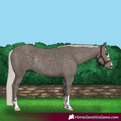 Horse Color:Silver Black Rabicano 