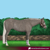 Horse Color:Silver Black Rabicano
