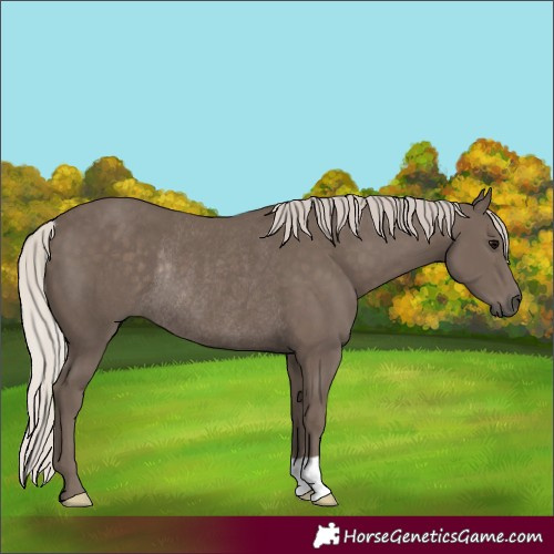 Horse Color:Silver Black Rabicano 