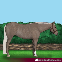Horse Color:Silver Black Rabicano 