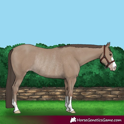 Horse Color:Classic Champagne Rabicano 