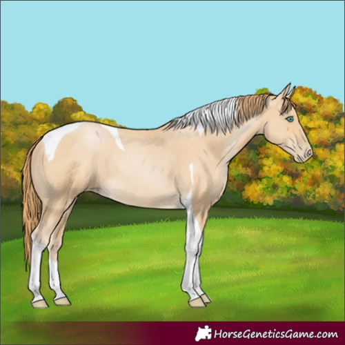 Horse Color:Smoky Black Pearl Tobiano Rabicano 