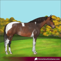 Horse Color:Bay Tobiano Rabicano 
