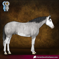 Horse Color:Grullo Roan Splash Rabicano
