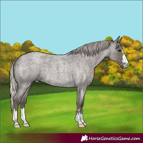 Horse Color:Silver Blue Roan 