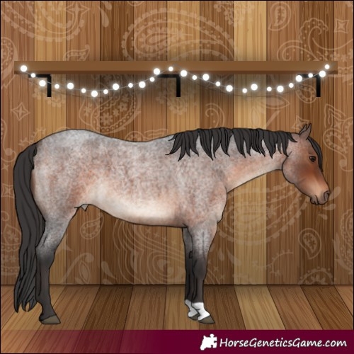 Horse Color:Brown Roan 
