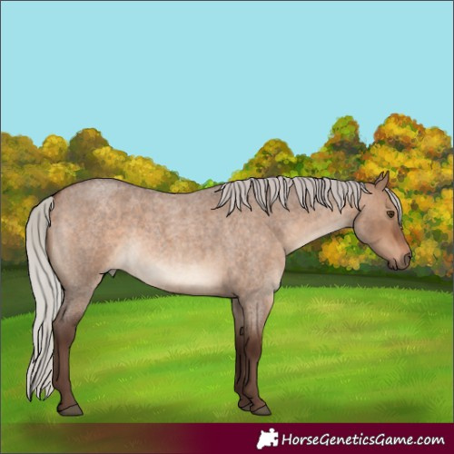 Horse Color:Silver Brown Roan Dun 