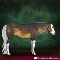 Horse Color:Silver Buckskin Splash