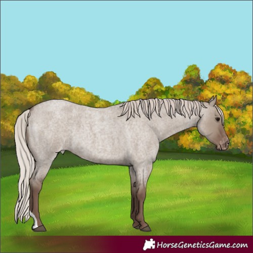Horse Color:Silver Grullo Roan Tobiano Varnish Rabicano 