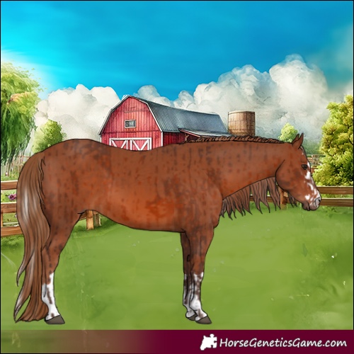Horse Color:Silver Brown  and Chestnut 