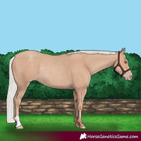 Horse Color:Silver Classic Champagne Rabicano