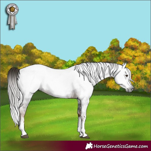 Horse Color:Gray Liver Chestnut Sabino Splash Appaloosa  and Gray Liver Chestnut Sabino Appaloosa 