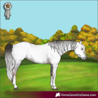Horse Color:Gray Liver Chestnut Sabino Splash Appaloosa  and Gray Liver Chestnut Sabino Appaloosa 