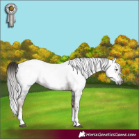 Horse Color:Gray Liver Chestnut Sabino Splash Appaloosa  and Gray Liver Chestnut Sabino Appaloosa 