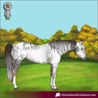 Horse Color:Gray Liver Chestnut Sabino Splash Appaloosa  and Gray Liver Chestnut Sabino Appaloosa 