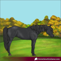 Horse Color:Black 