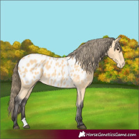 Horse Color:Buckskin Appaloosa