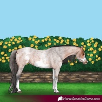 Horse Color:White Spotted Bay Roan Frame 