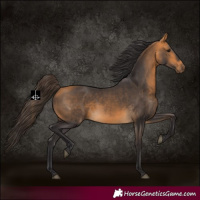 Horse Color:Buckskin 