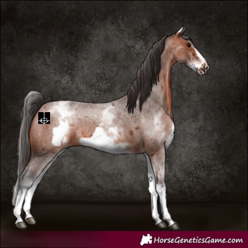 Horse Color:White Spotted Bay Roan Frame