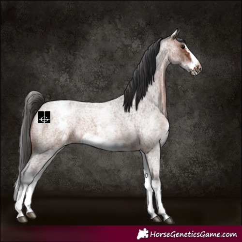 Horse Color:White Spotted Brown Roan Frame 