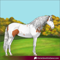 Horse Color:Silver Bay Splash Tobiano 