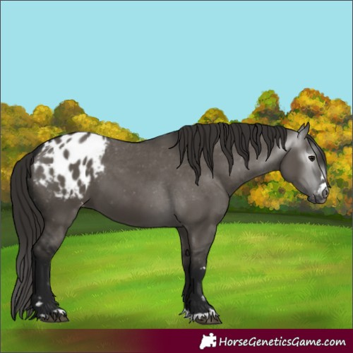 Horse Color:Gray Grullo Blanket 