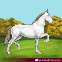 Horse Color:Grullo Pearl Sabino 