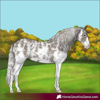 Horse Color:Silver Black Sabino Splash
