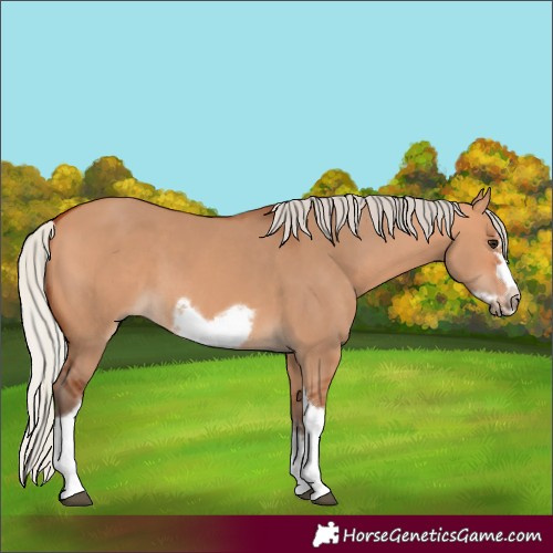 Horse Color:Silver Bay Dun Sabino Tobiano Frame Rabicano 