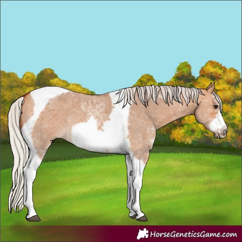 Horse Color:Silver Bay Dun Sabino Tobiano Frame Rabicano 
