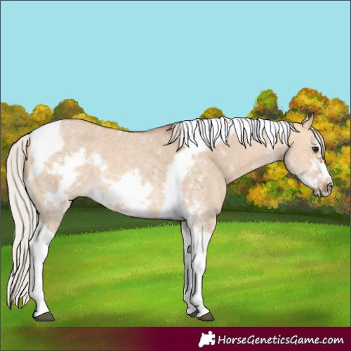 Horse Color:Silver Bay Dun Sabino Tobiano Frame Rabicano 