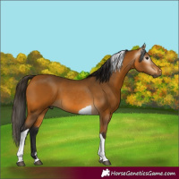 Horse Color:Gray Buckskin Tobiano