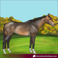 Horse Color:Buckskin Rabicano