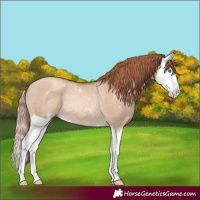 Horse Color:Gold Champagne Dun Splash Rabicano 