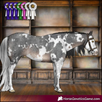 Horse Color:White Spotted Brown Roan Splash